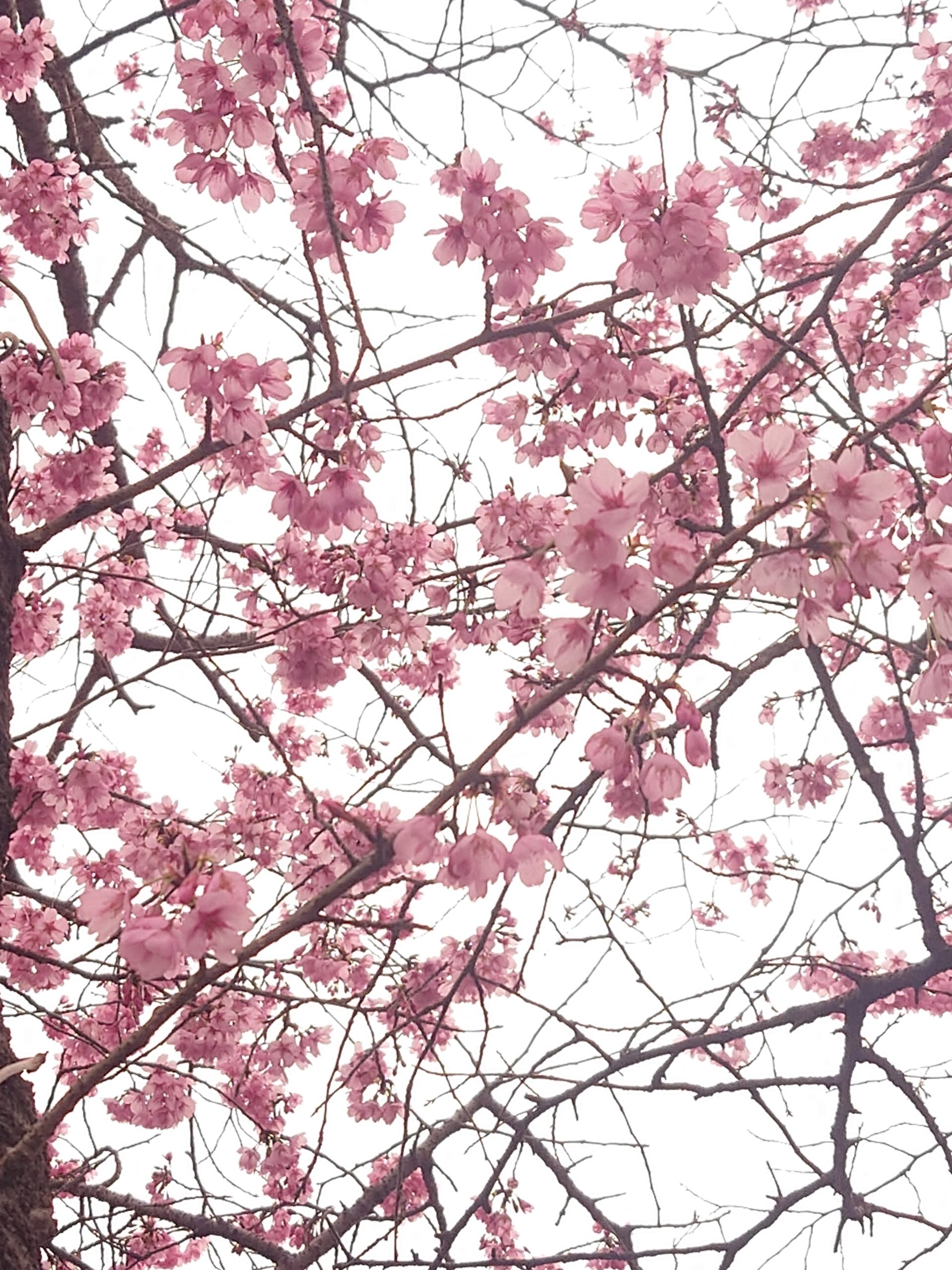 プリンセス雅（桜）が満開になりました - 社会福祉法人 凌友会 桂寿苑